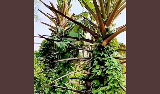 কালীগঞ্জে তাল গাছের পাতা কেটে সাবাড় করে দিচ্ছে
