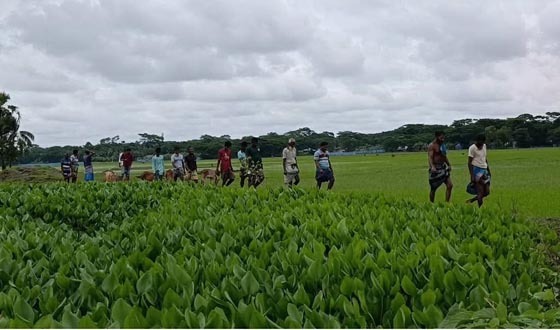 তালতলীতে দখল-দূষণে অস্তিত্ব সংকটে 'আমখোলা খাল