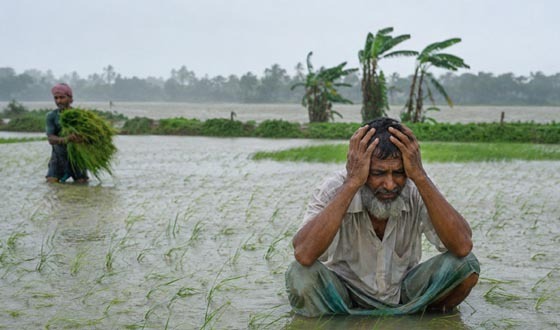বরিশালে অতিবৃষ্টিতে ক্ষতিগ্রস্ত ৪১ হাজার কৃষক