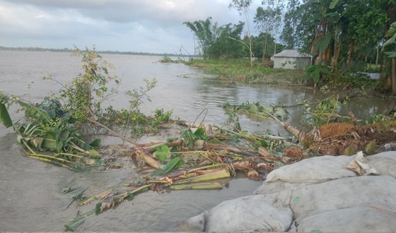 কুড়িগ্রামে তিস্তা নদীতে তিন দিনে বিলীন ৫০টি পরিবারের ঘরবাড়ি