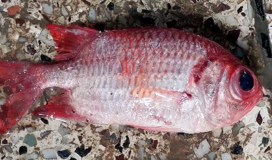 কুয়াকাটায় জেলের জালে বর্নিল 'সোলজার ফিশ'