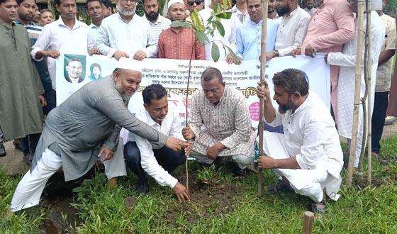 বৃক্ষরোপণই জলবায়ু পরিবর্তন মোকাবিলার কার্যকর উপায়: এমপি নুরুল