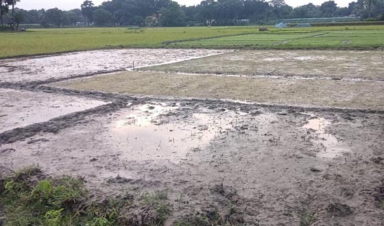 চৌগাছায় আ.লীগ নেতার বিরুদ্ধে জমি দখলের চেষ্টার অভিযোগ