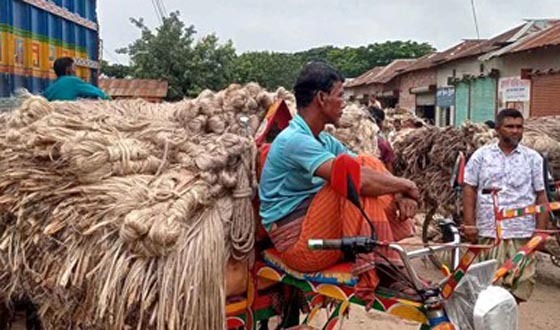কাহারোলে পাটের বাম্পার ফলন, বাজারে দামও বেশী