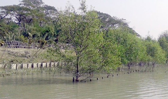 প্রাকৃতিক ও বনবিভাগ সৃজিত ম্যানগ্রোভ বনাঞ্চল রক্ষায় পদক্ষেপের দাবি