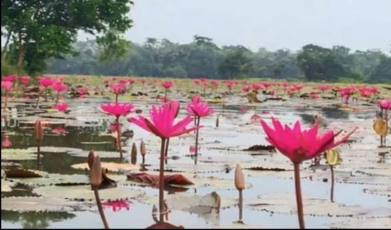 সাতলা শাপলা বিলে পানিতে ডুবে পর্যটকের মৃত্যু