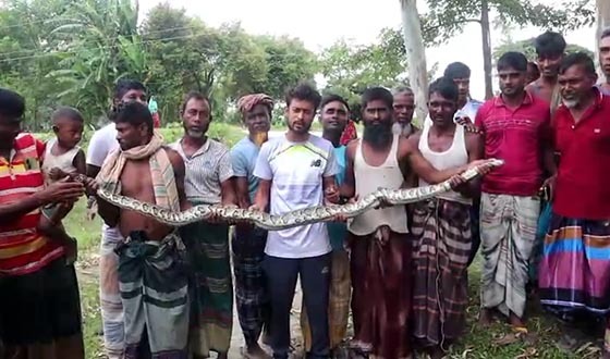কুড়িগ্রামে ১০ ফুট লম্বা অজগর সাপ উদ্ধার