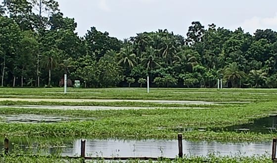 দিঘলিয়ায় কৃষি জমিতে স্থায়ী জলাবদ্ধতা, ব্যাহত ফসল উৎপাদন