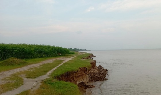 বাঘায় পদ্মার ভাঙনে বিলিন হচ্ছে আবাদী জমি