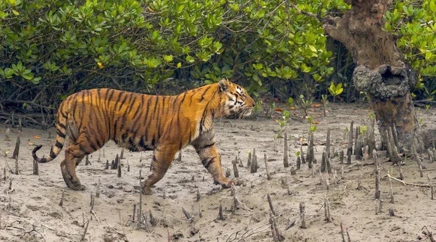 এক দশকে সুন্দরবনে বেড়েছে ১৯ বাঘ, তবু শঙ্কা কাটেনি