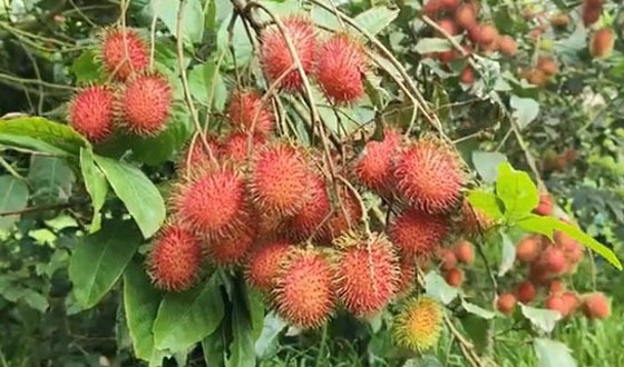বিদেশি ফলের চাষ করে ৮০ লাখ টাকা আয়ের আশা উদ্যোক্তার