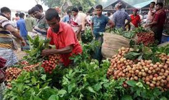 কাহারোলে লিচুর ফলনে চাষীদের মুখে তৃপ্তির হাসি