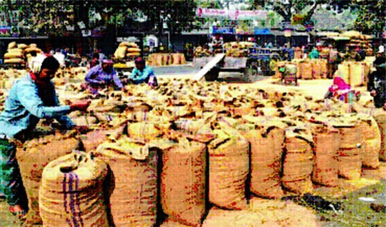 কাহারোলে বোরো চাষীদের মাঠে হাসি-হাটে হতাশ