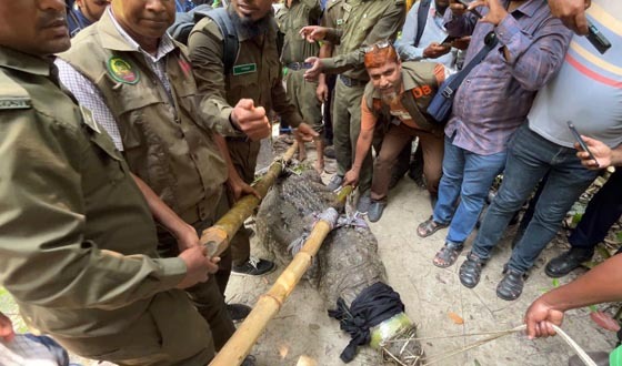 খানজাহান আলী মাজার সংলগ্ন ঠাকুর দিঘির একমাত্র কুমির স্থানান্তর
