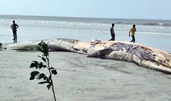 কুয়াকাটা সৈকতে ভেসে আসল দৈত্যাকৃতির মৃত তিমি