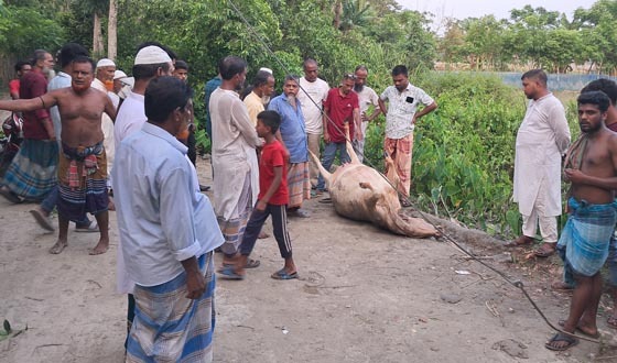 পিটিয়ে হত্যা করে খালে ফেলে রেখেছে কৃষকের গরু