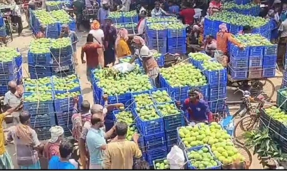 জমে উঠেছে রাজশাহীর বানেশ্বর আমের হাট, কমেছে দাম