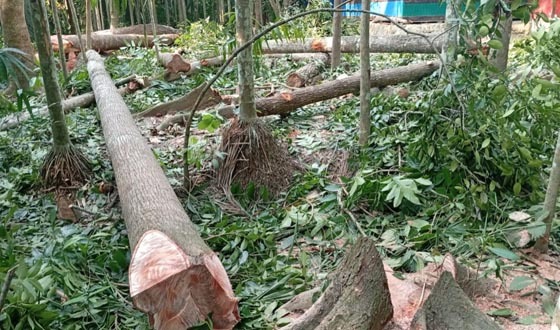 জিয়ানগরে সেনা সদস্যের জমির গাছ কাটার অভিযোগ