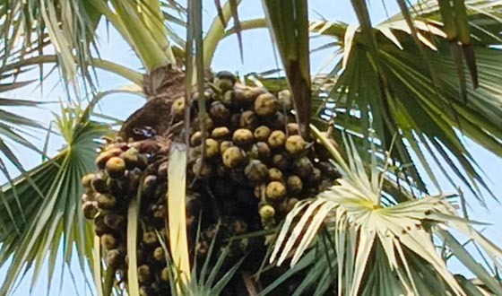 ফকিরহাটে তালের বাম্পার ফলন