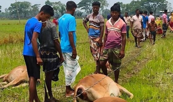 জমিতে পড়ে থাকা বিদ্যুতের তারে জড়িয়ে ৭ গরু ও ২ শিয়ালের মৃত্যু
