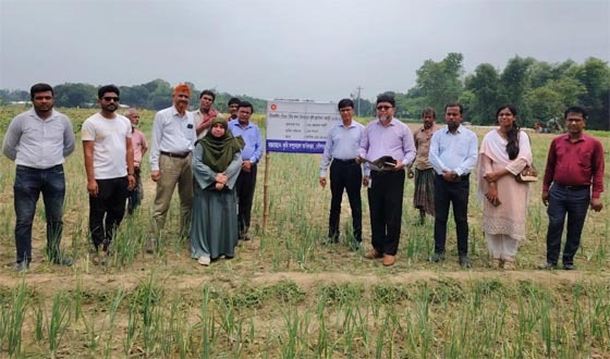 দৌলতপুরে গ্রীষ্মকালীন পিয়াজ ও বীজ উৎপাদনে বিপ্লব
