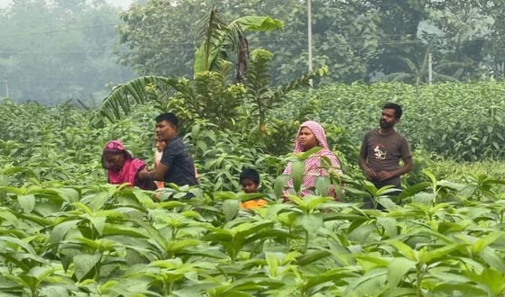গাংনী সীমান্তে ৬ জনকে ফেরত নিয়েছে বিএসএফ