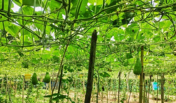 কাউখালীতে শান্তোর গ্রীষ্মকালীন লাউ চাষে সফলতা