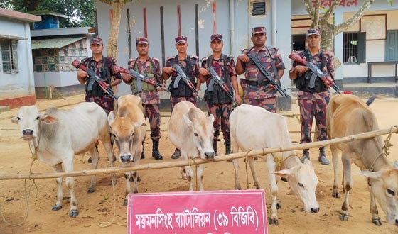 শেরপুর সীমান্তে ৫টি ভারতীয় গরু জব্দ