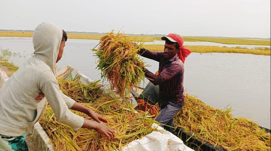 হাওরের ফসল রক্ষায় নদী খননের উদ্যোগ নিচ্ছে সরকার