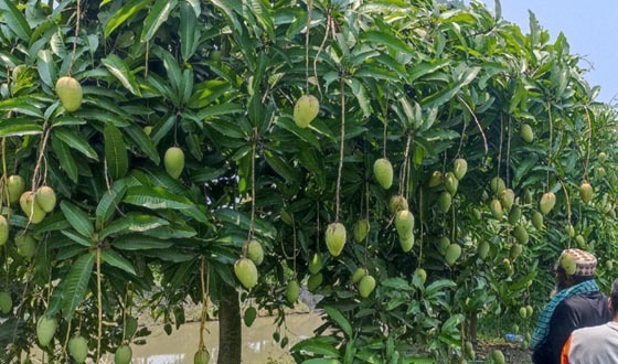 মোরেলগঞ্জে কৃষক মুকুলের কাটিমন আম চাষে বাম্পার ফলন