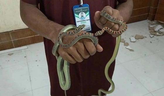 বরিশাল ডিআইজি কার্যালয় থেকে ১ জোড়া সাপ উদ্ধার