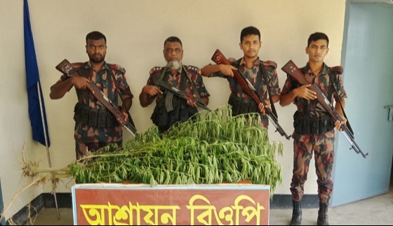 দৌলতপুর সীমান্তে ভারতীয় মদ ও গাঁজার গাছ উদ্ধার