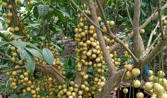 ঝিনাইগাতীর পাহাড়ি অঞ্চলে লটকন চাষে আগ্রহ বাড়ছে