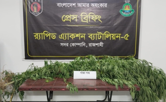 পানবরজের আড়ালে ‘সবুজ  সোনা’ র‍্যাবের জালে গাঁজা চাষী