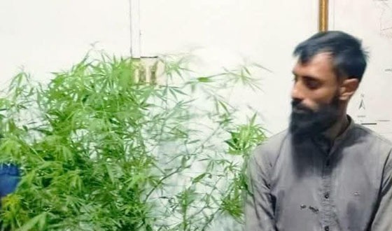 চাটমোহরে গাঁজার গাছ উদ্ধার,আটক ১