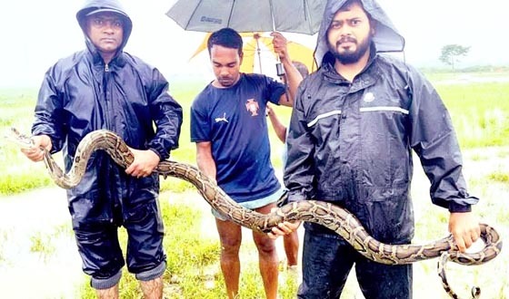 শ্রীমঙ্গলে বিশালাকৃতির অজগর উদ্ধার, বন্যপ্রাণী বিভাগে হস্তান্তর