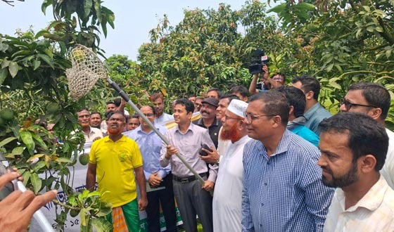 বাগানে আম ছিরে উদ্বোধন করলেন ডিসি