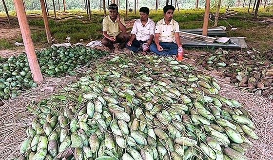 পোরশায় জমে উঠেছে আমের বাজার