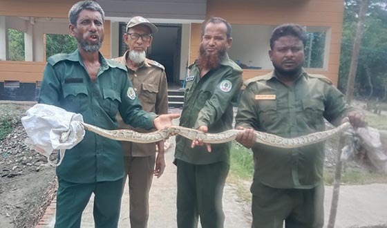 সুন্দরবনের অজগার সাপ লোকালয়ে উদ্ধারের পর গহীনে বনেই অবমুক্ত