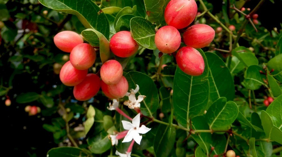 জেনে নিন করমচার কিছু স্বাস্থ্য উপকারিতা