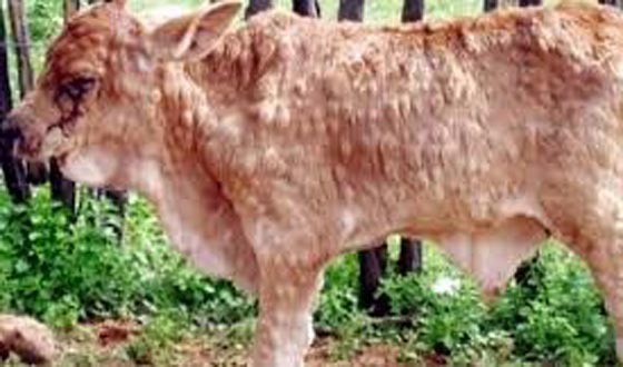কাহারোলে গবাদি পশুর লাম্পি স্কিন রোগে ব্যাপক আক্রান্ত