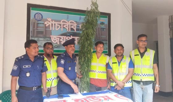 পাঁচবিবিতে  তাজা গাঁজার গাছ উদ্ধার