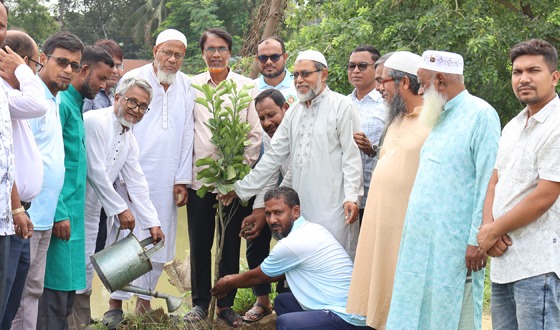 সিংড়ায় জিয়া পরিষদের উদ্যোগে বৃক্ষরোপন