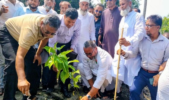চাঁদপুরে বৃক্ষরোপণ কর্মসূচির উদ্বোধন করলেন এমপি মানিক