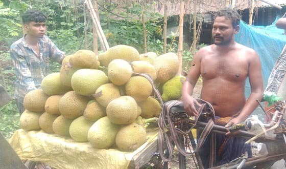 দিঘলিয়ায় কাঁঠালের ফলন ভালো, লাভের আশা সংশ্লিষ্টদের