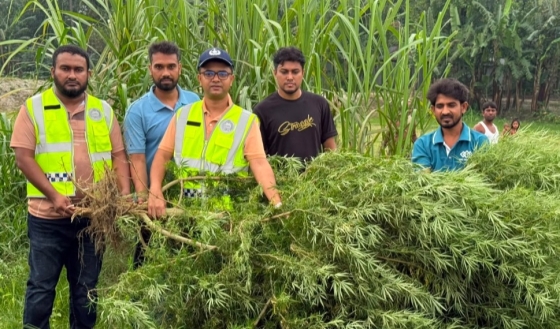 ভূরুঙ্গামারীতে মরিচ ক্ষেতে গাঁজার চাষ, গাঁজার গাছ জব্দ