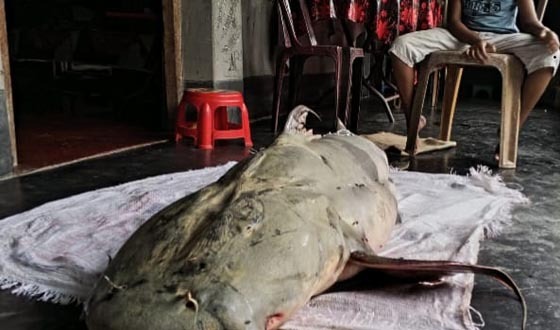 ৫৫কেজির বাঘাইড় ৮৫ হাজার টাকায় বিক্রি