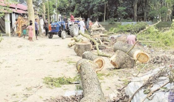 লৌহজংয়ে সরকারি গাছ কেটে বিক্রির অভিযোগ