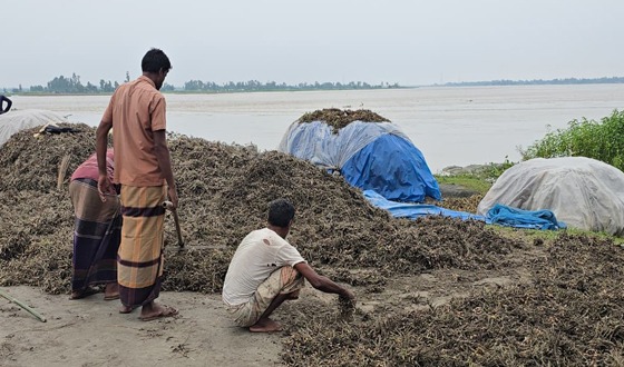 কুড়িগ্রামে তিস্তার পানিতে বাদাম চাষের ব্যাপক ক্ষতি