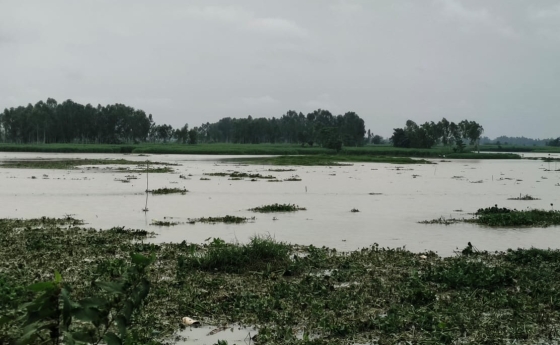 ভূরুঙ্গামারীতে বাড়ছে দুধকুমার নদের পানি, কৃষকেরা ক্ষতিগ্রস্ত
